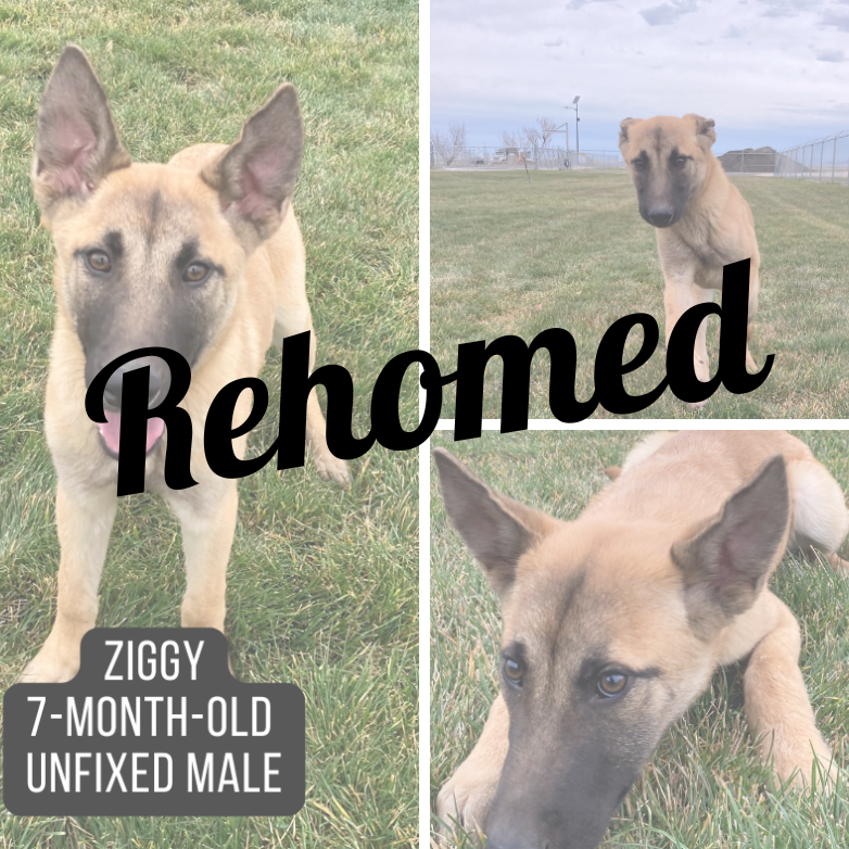 Rescued dog named Ziggy.